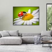 Ladybug on a daisy flower