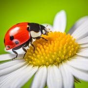 Ladybug on a daisy flower