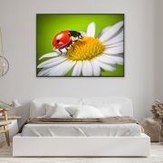 Ladybug on a daisy flower